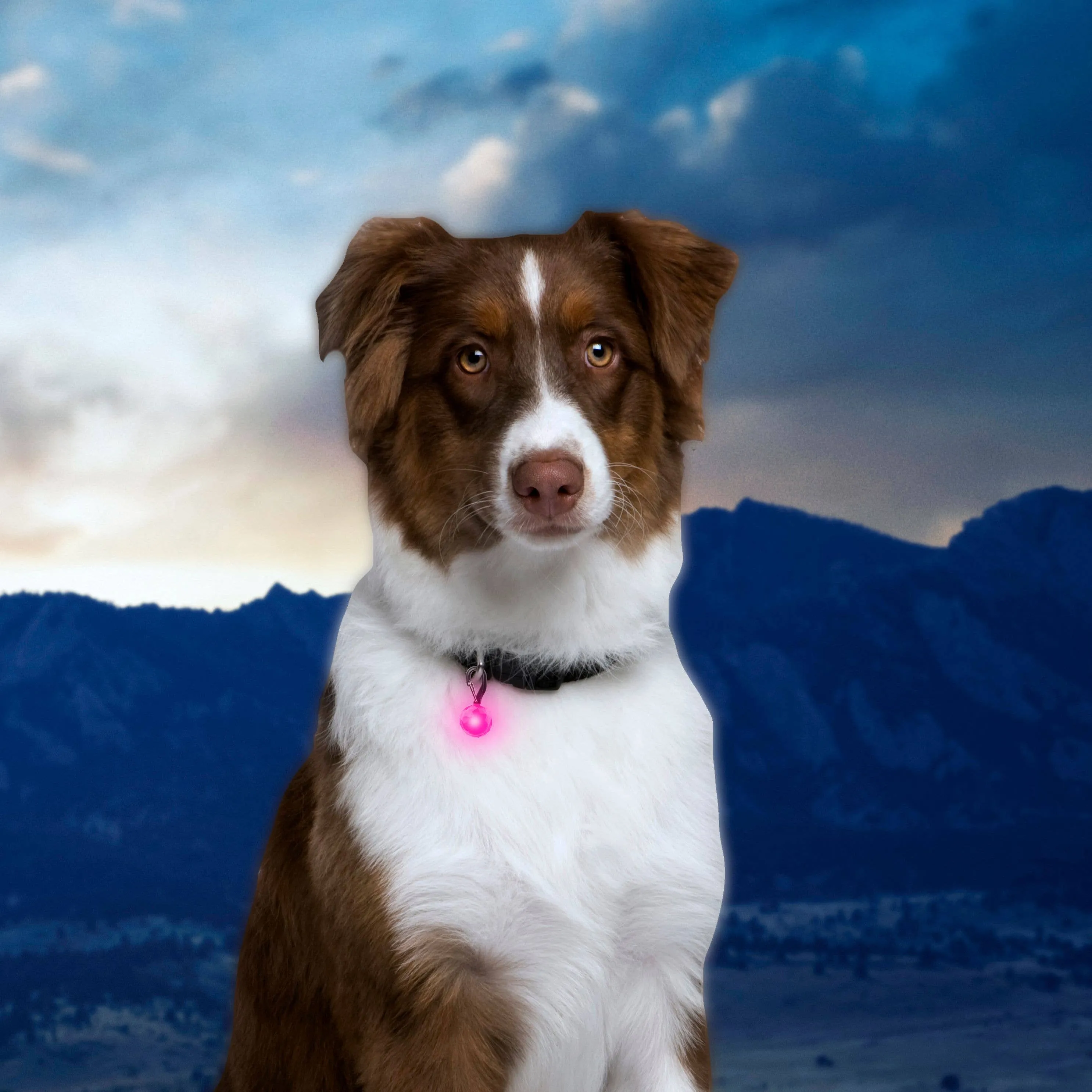 Nite Ize PetLit Collar Light - Pink Jewel