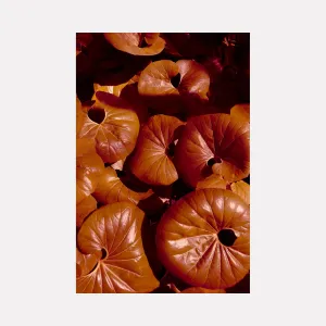 Plant Study II