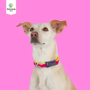 Zoivane Pets Nylon Padded Collar for Dogs | Size S| Strong, Comfy, and Built to Last! - Color may vary